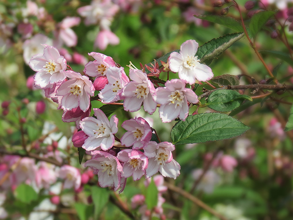 Deutzia kalmiiflora